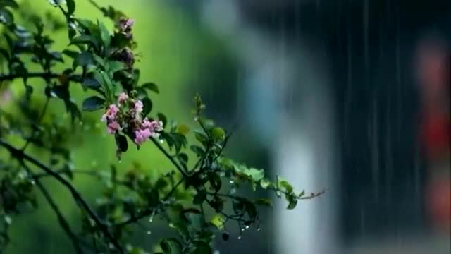 在清水河畔听雨 文/张维质,朗诵 彼岸_北京头条