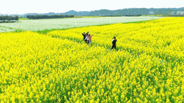 壁纸 成片种植 风景 植物 种植基地 桌面 640_360 gif 动态图 动图