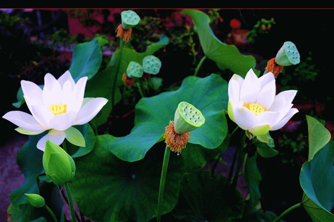 壁纸 花 桌面 650_433 gif 动态图 动图