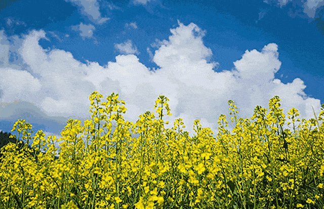 油菜花儿开(小说) 作者‖周围