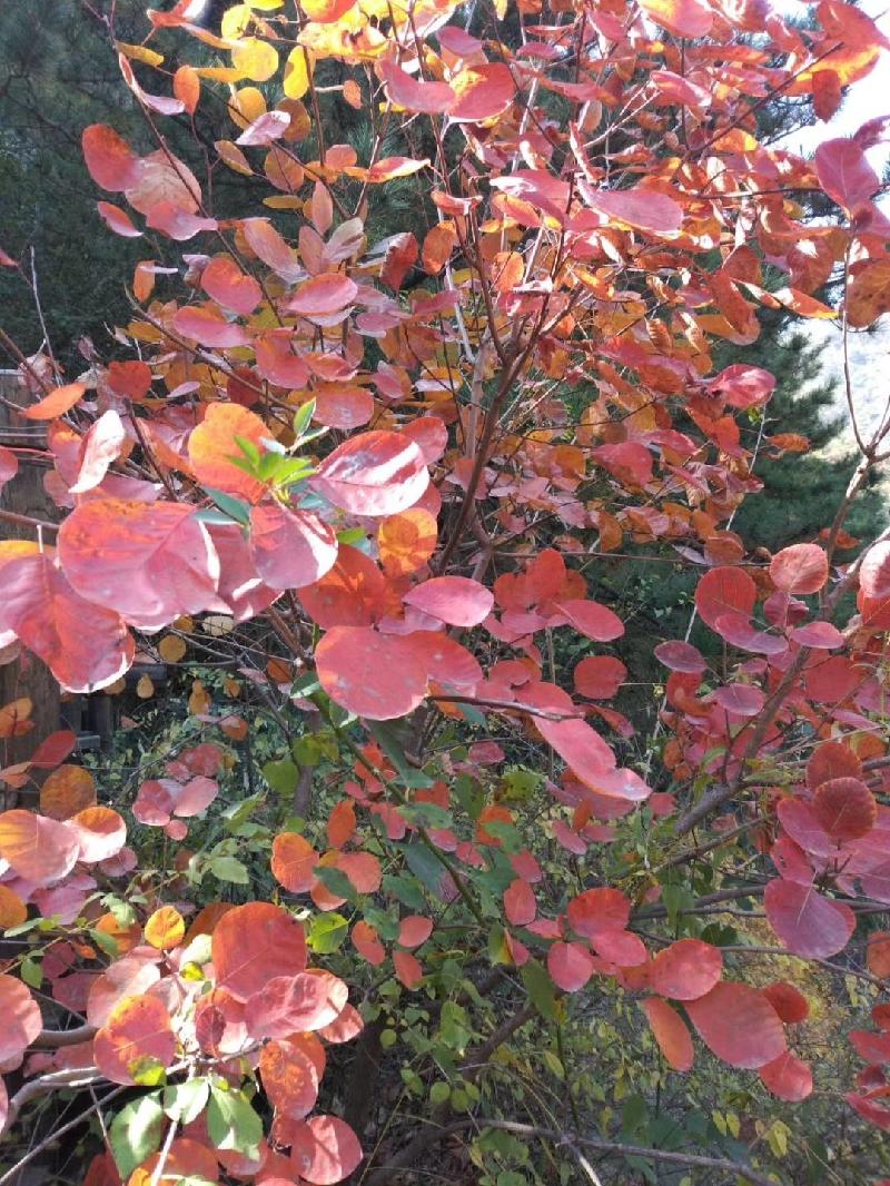 mmexport1571739037768