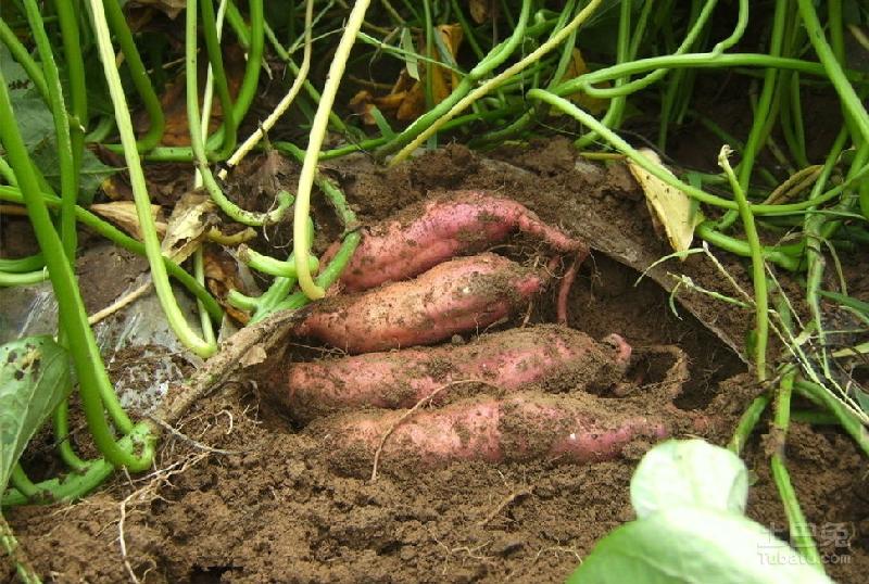 20151122_91c7ae915bd3ecc2f0b2kc5FnDn1vTZm