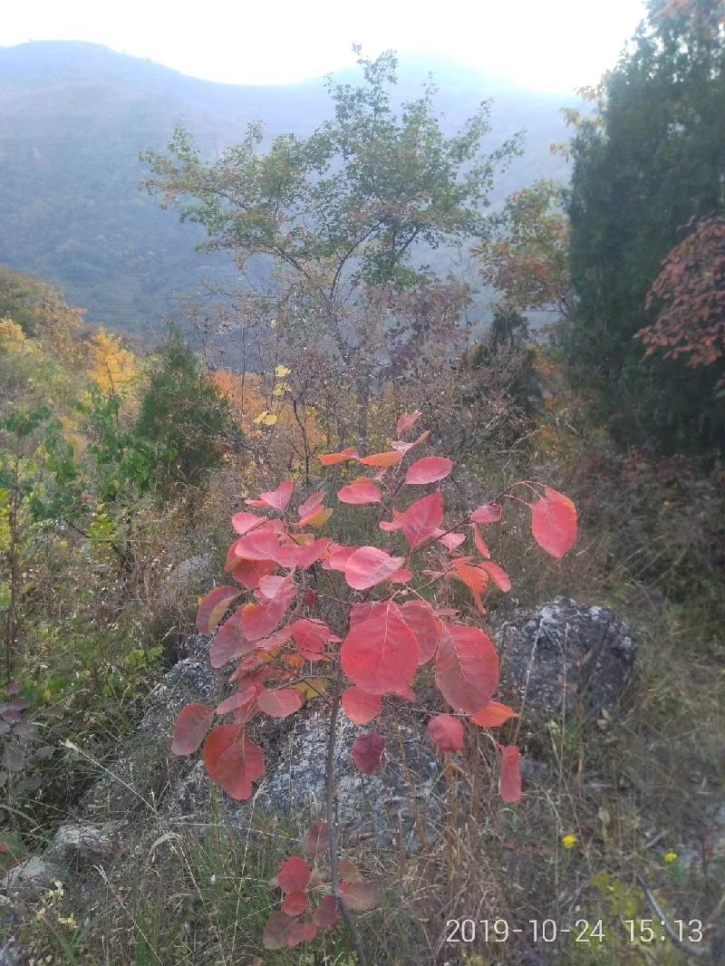 mmexport1572184942519