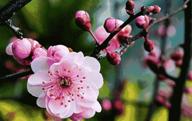 赏梅 作者剧明水(河北)精华