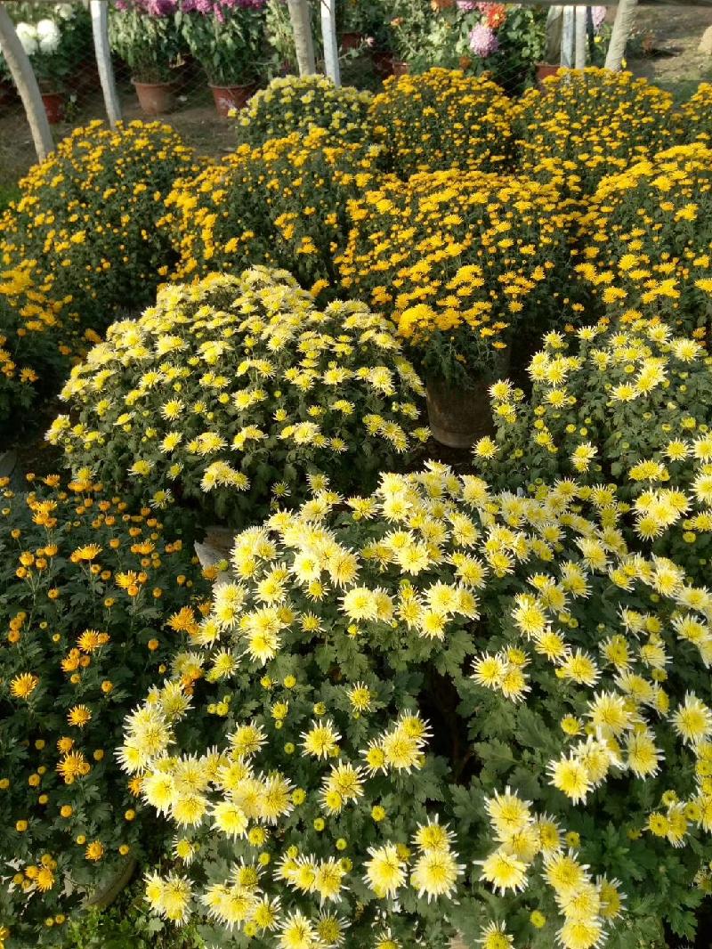 mmexport1573379772252