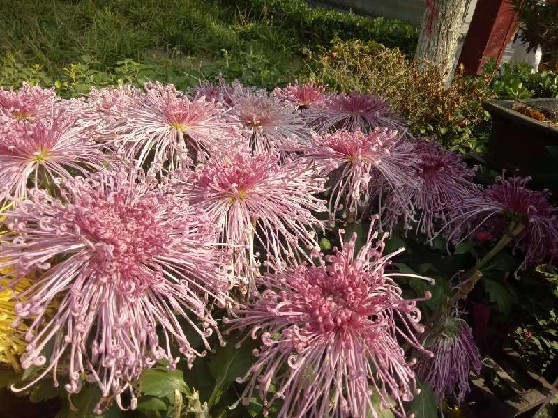 mmexport1573545917489