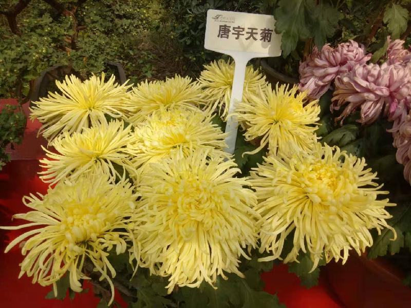 mmexport1573545872609