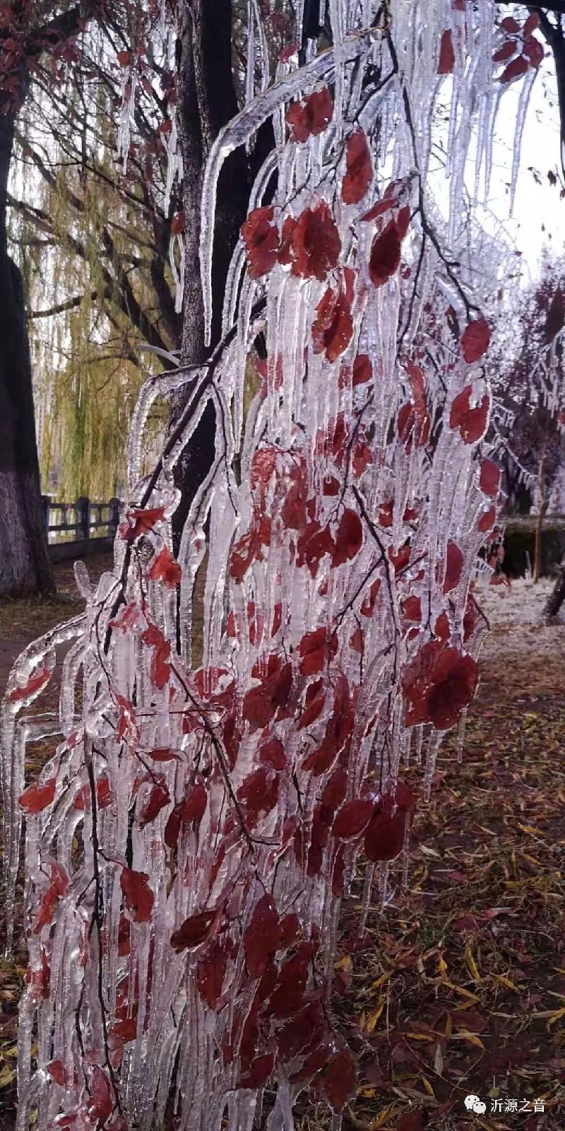 mmexport1574082726866