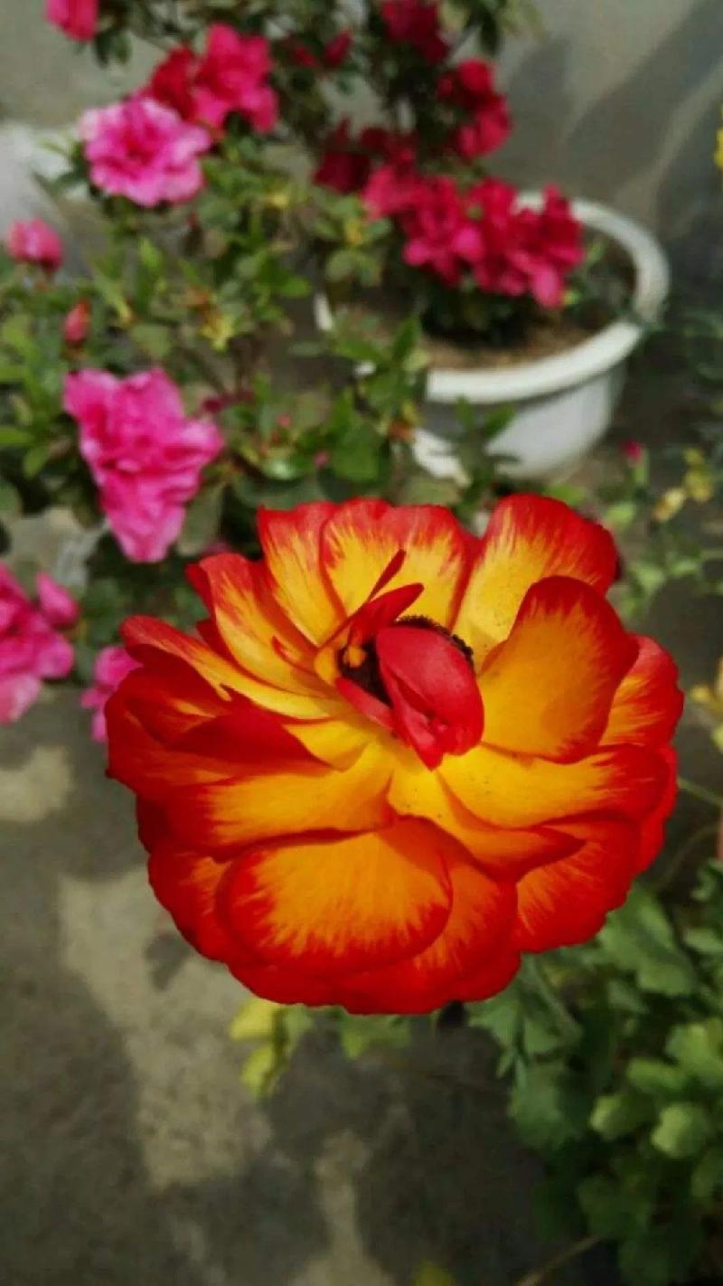 mmexport1572669458359