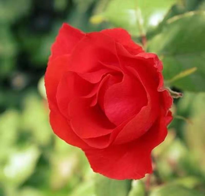 mmexport1574426527690