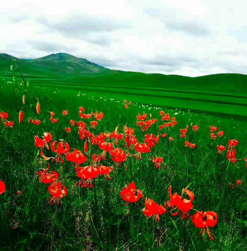 mmexport1574430331422