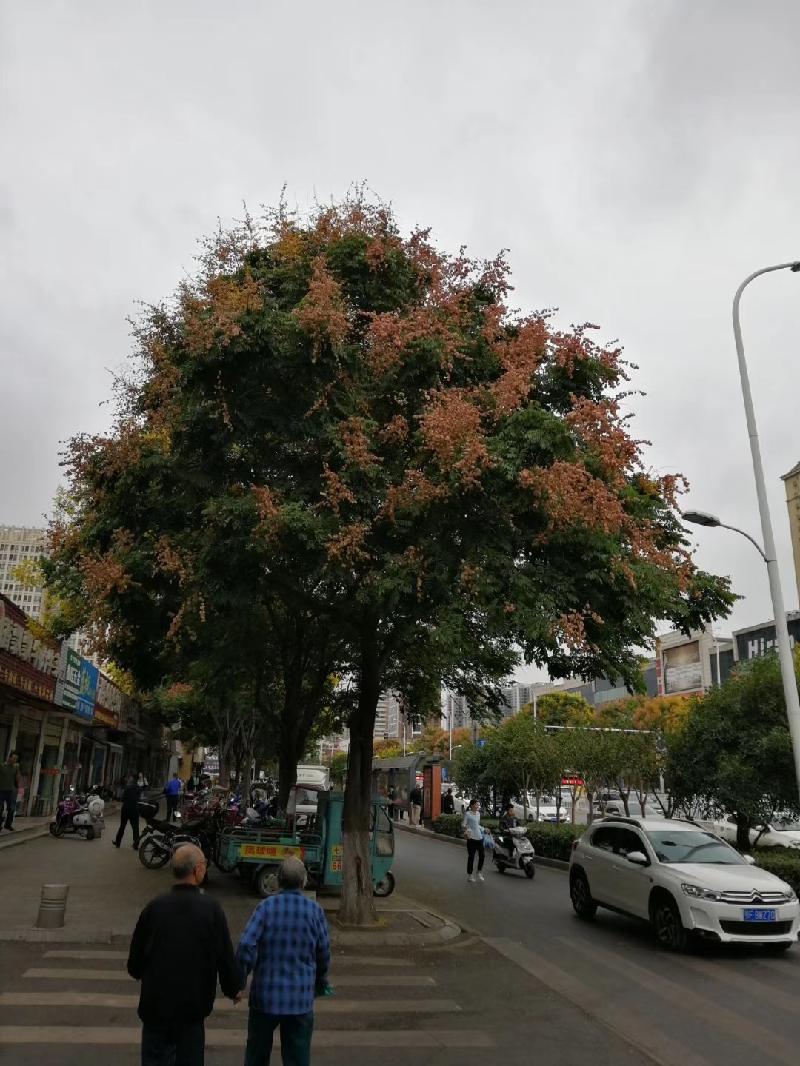 mmexport1574597450324