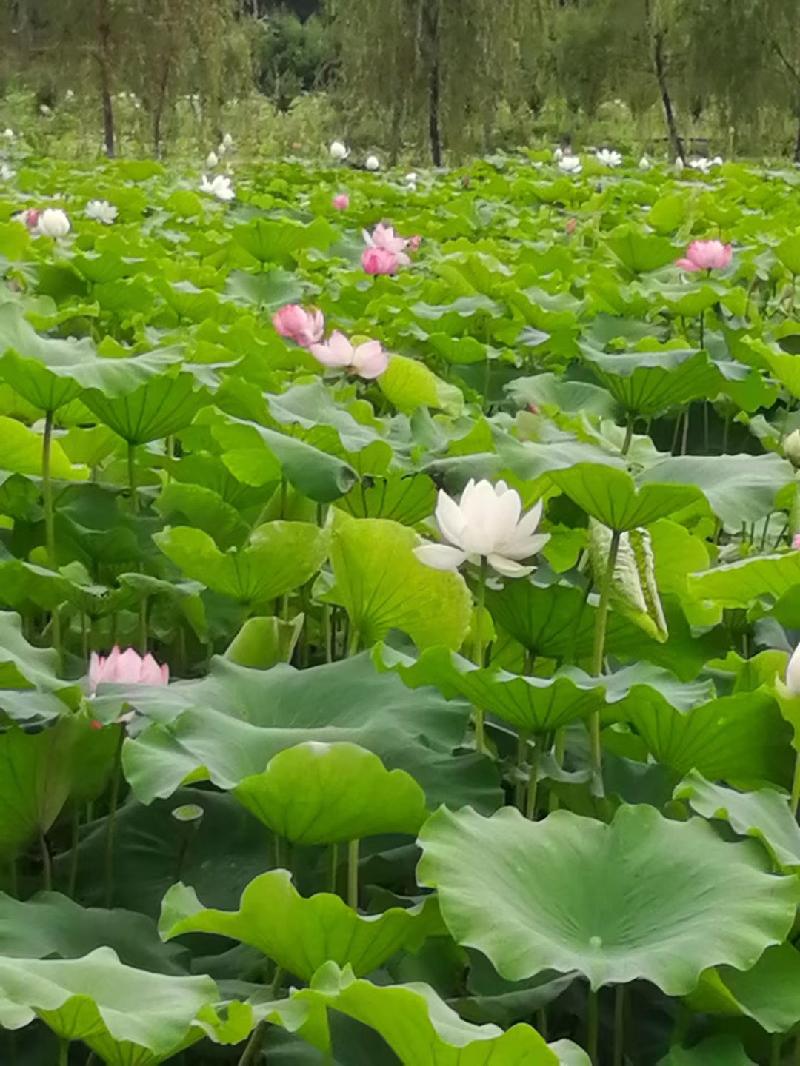 mmexport1574598560421