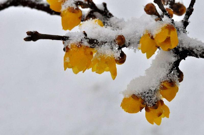 风中拾得相思句,雪吻梅花楚楚开.