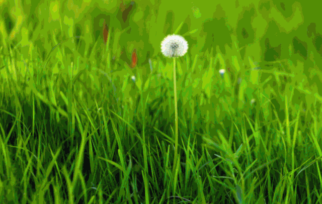 壁纸 草 绿色 植物 桌面 640_406 gif 动态图 动图