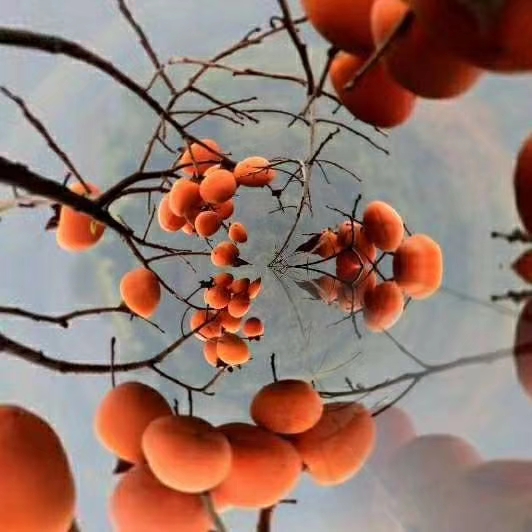 mmexport1575810389843