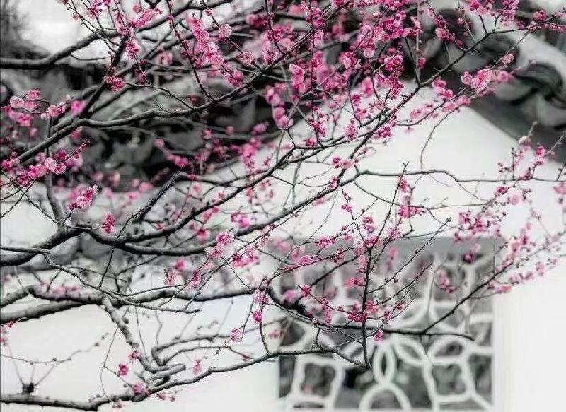 mmexport1575810614007