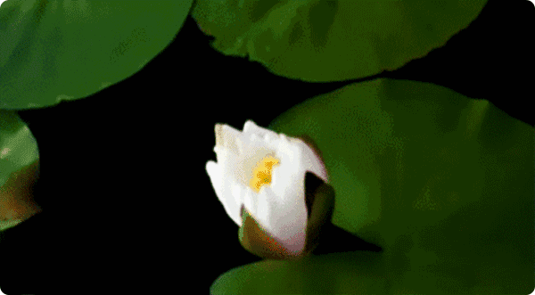 请欣赏四川诗人睡莲幽香作品(今生只做你的莲)精华