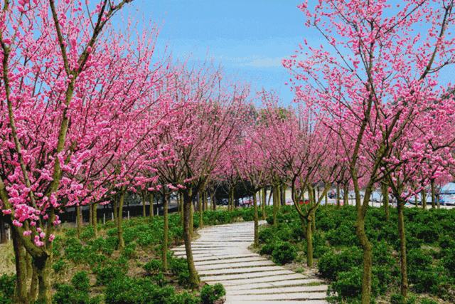 雪白的杏花含玉在嘴,白得象草原上的羊羔,煞是好看.