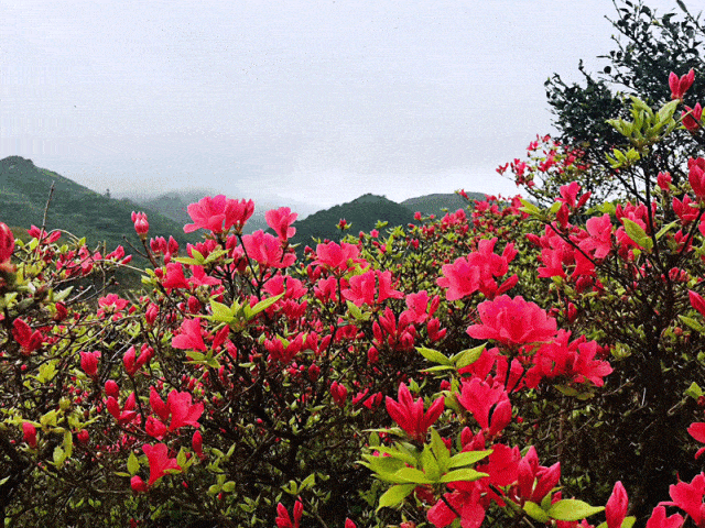 春天 文/周明银