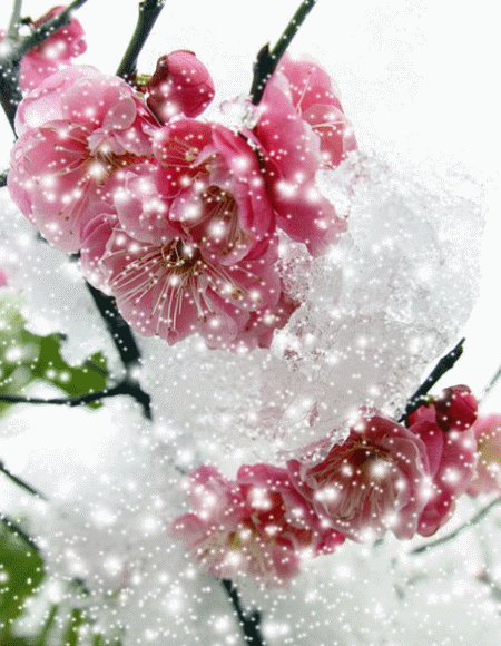 mmexport1574779300261