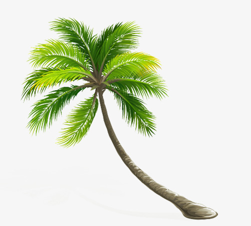 它是一棵多情的椰子树