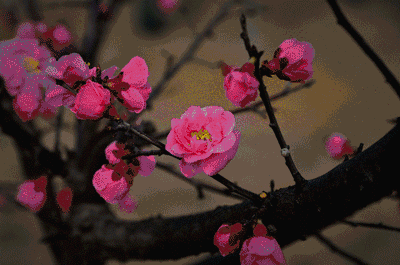 400_265gif 动态图 动图