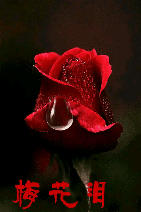 壁纸 花 桌面 480_721 竖版 竖屏 手机 gif 动态图 动图