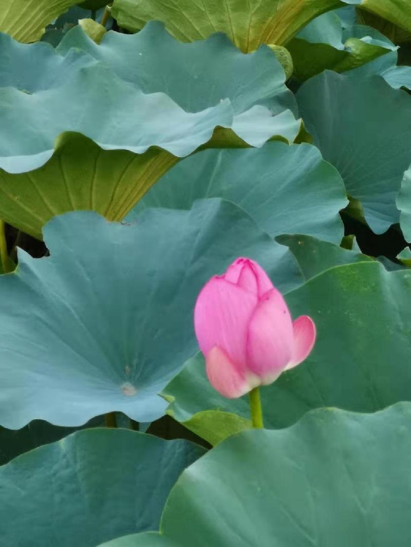 mmexport1565185590750