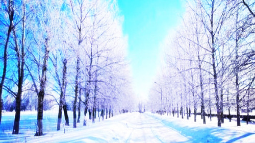 我站在雪中央 倒吸一口新鲜的冷空气 好美的雪景图 好美的大自然 噢
