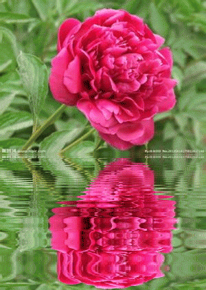 壁纸 花 桌面 300_422 竖版 竖屏 手机 gif 动态图 动图
