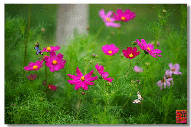 迎得春来神州秀,百花千卉共群芳. 庚子春日 题图诗.