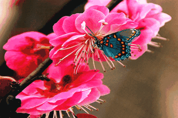 mmexport1586235274811.gif