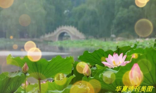 缈犲彾.jpg