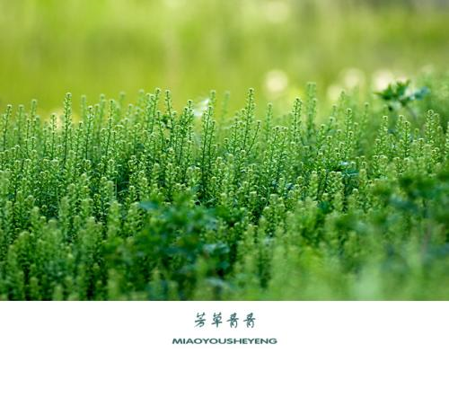 芳草.png
