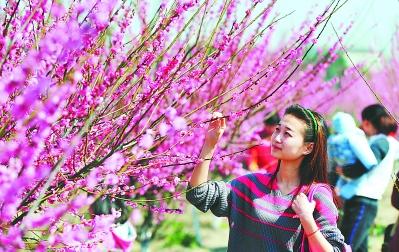 赏花.jpg