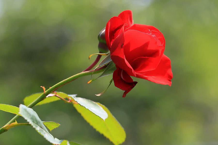 src=http_%2F%2F5b0988e595225.cdn.sohucs.com%2Fimages%2F20190402%2F741deab8f64c4e3cb294d0d918948842.jpeg&refer=http_%2F%2F5b0988e595225.cdn.sohucs.jpg