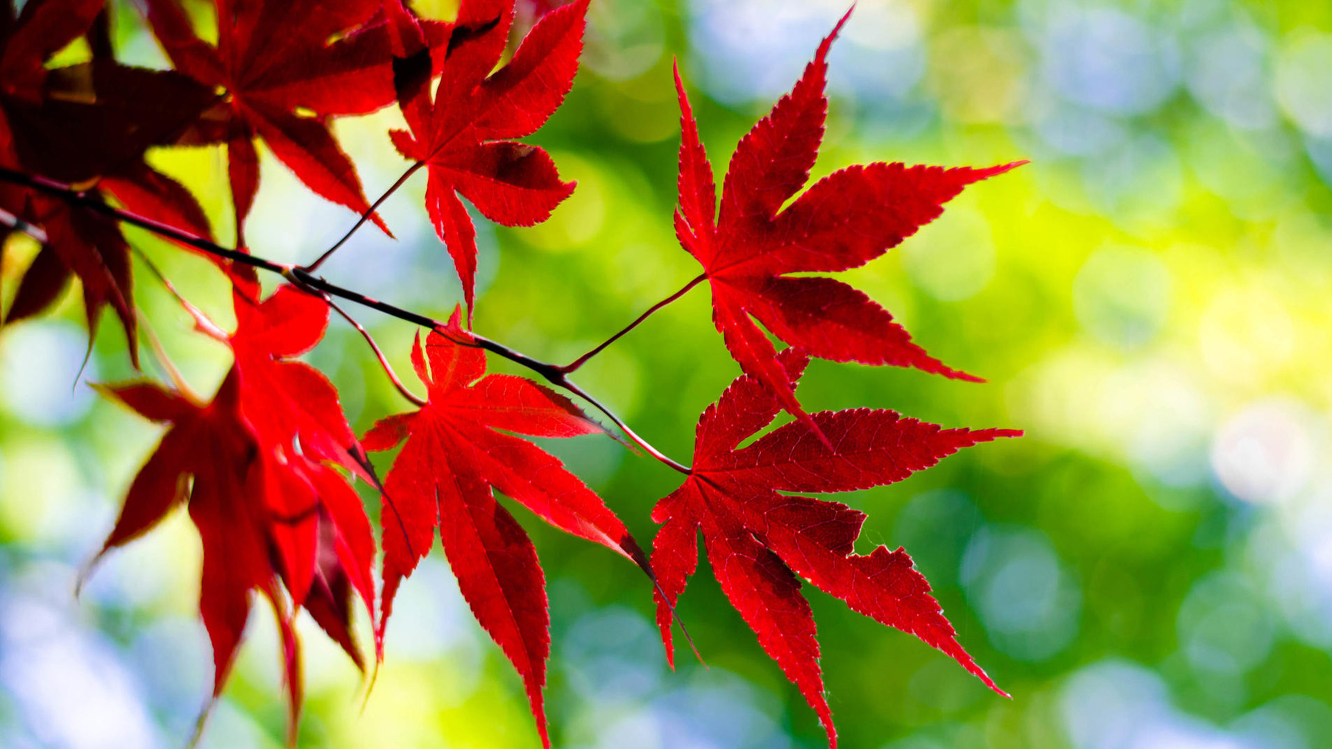 src=http_%2F%2Fpic1.win4000.com%2Fwallpaper%2F4%2F58537be368988.jpg_down&refer=http_%2F%2Fpic1.win4000.jpg