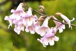 雍容桐花，惊艳蓝天白云下   （现代诗）