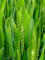 巜吹落在时光里的麦穗》    文/星际迷航【冰心文化】