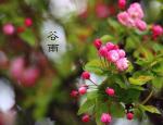 〈谷雨片想〉文/枫桥夜泊