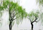 非凡诗社咏柳推送～姜树国作品《五律**醉柳》