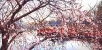 【知己】作者/雷金钟   朗诵/李胜娟