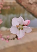 【知己】作者/雷金钟   朗诵/李胜娟