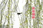 《依依细柳》作者‖王永德，主播‖新月【中国都市文学社】