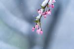 【春雪飘舞】作者/雷金钟   朗诵/静雪