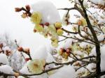【春雪飘舞】作者/雷金钟   朗诵/静雪