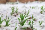 【春雪飘舞】作者/雷金钟   朗诵/静雪