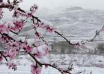 〔中国诗人〕三月里的桃花雪／李昱蓉
