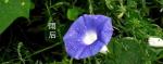 【精品小诗】《雨后》文/修合 主播/Coco可可 第73期